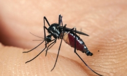 Diệt Muỗi Truyền Bệnh Sốt Xuất huyết tphcm