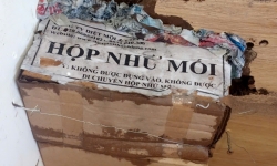 Diệt Mối tận gốc giá rẻ Tây Ninh