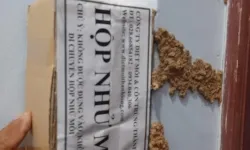 Dịch vụ diệt mối quận 8