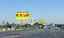 Diệt mối tại Bình Tân
