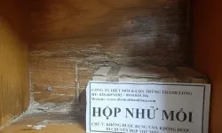Diệt côn trùng tại Bình Dương
