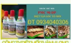 Diệt mối tận gốc quận 10 - công ty diệt mối thành long