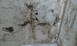 Diệt Mối Quận I TP.HCM