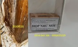 Tìm dịch vụ diệt mối nhà kho tại quận 7 – sài gòn