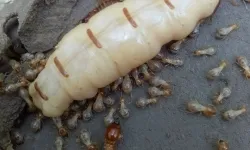 Dịch vụ Diệt Mối Quận 6