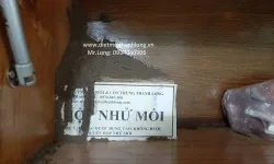 Diệt Mối Tận Gốc tại Phú Yên - cty diệt mối thành long