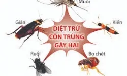 Phun Thuốc Diệt Muỗi Hiệu Qủa