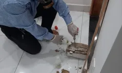 Dịch vụ diệt mối TP Thủ Đức