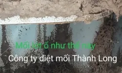 Diệt mối tại Quận 10