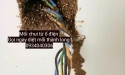 Dịch vụ diệt mối quận BÌnh Tân