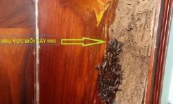 Dịch vụ diệt mối Quận 12 TPHCM