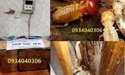 Quy trình diệt mối trong mùa COVID tại TPHCM