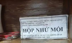 Dịch vụ diệt mối quận 11