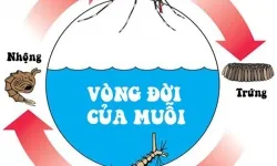 Phun thuốc diệt côn trùng tại Bình Dương