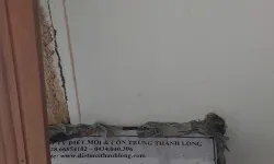 Diệt mối tại nhà quận 1