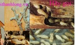Diệt mối tận gốc quận 6 - công ty diệt mối thành long