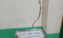 DIỆT MỐI TẬN GỐC TP THỦ ĐỨC - TPHCM