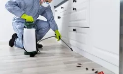 Top 5 thuốc diệt mối tận gốc hiệu quả nhất năm 2022