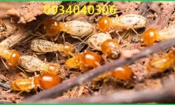 DIỆT MỐI TẬN GỐC 100% TẠI HỒ CHÍ MINH