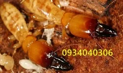 DIỆT MỐI NHANH VÀ HIỆU QUẢ TẠI NHÀ QUẬN 7