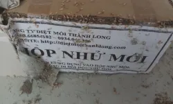 Dịch vụ diệt mối tận gốc quận 8