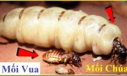 Diệt Mối Tại Bà Rịa Vũng Tàu- Cty Diệt Mối Thành Long