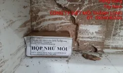 Diệt mối tận gốc tại TP Vinh - Nghệ An