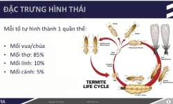 Dịch vụ diệt mối quận Tân Bình - TPHCM