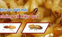 Diệt mối Tại Củ Chi