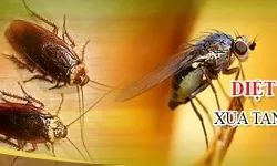 Diệt Gián Đức Tận Gốc