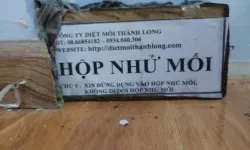 Diệt mối Dịch vụ diệt mối thủ đức