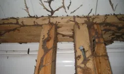 DIỆT MỐI TẬN GỐC TRẢNG BÀNG TÂY NINH