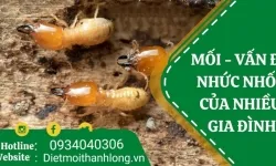 Diệt mối tận gốc/diệt  mối tận gốc quận 6 Tp.HCM