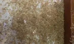 Diệt Mối ở tại tphcm