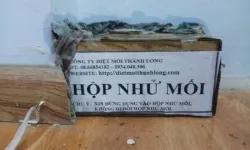 Diệt mối dịch vụ diệt mối quận 9